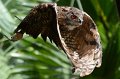 DALZoo_7-2016-DSC_4347 (3)
